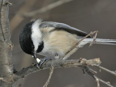 Black-capped Chickadee 02