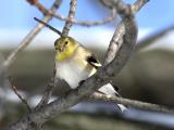 American Goldfinch 03