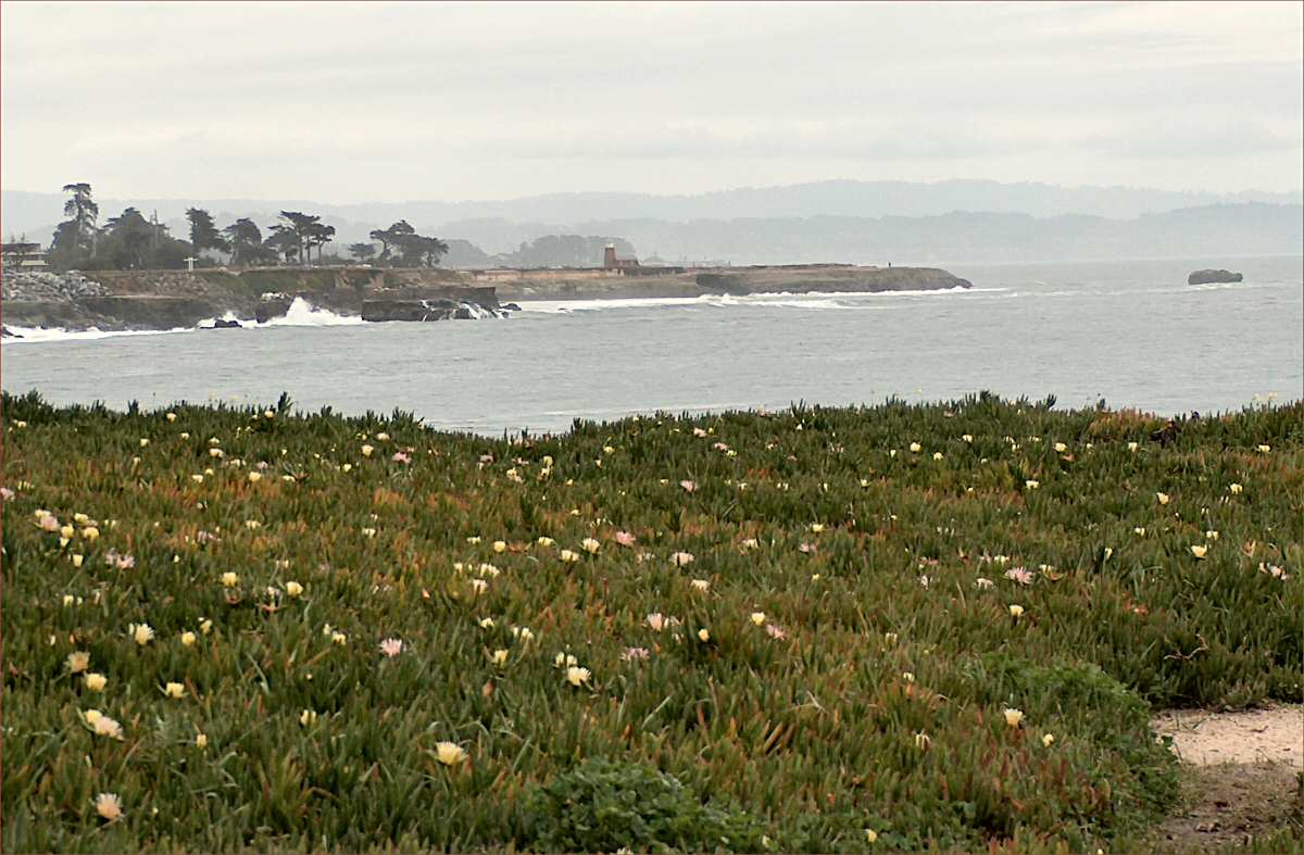 Iceplant and Lighthouse