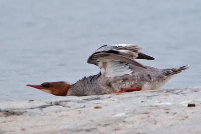 u40/gschmickle/medium/32523334.DSC_8226.jpg