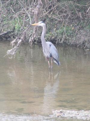 great_blue_heron_002.jpg