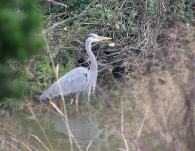 great_blue_heron_011.jpg