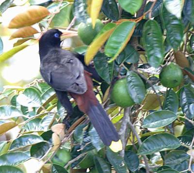 Crested Oropendola