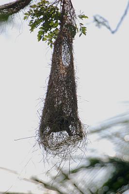 Crested Oropendola