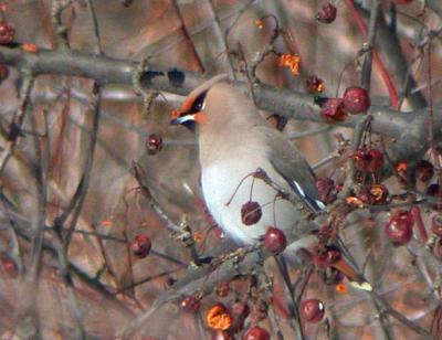 Bohemian Waxwing, Royalston, Massachusetts, February 2004