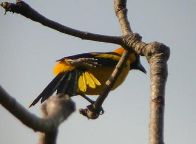 Yellow-tailed Oriole