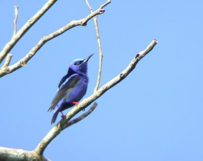 Red-legged Honeycreeper