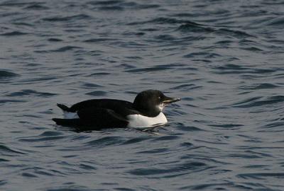 Thick-billed Murre