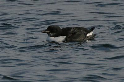 Thick-billed Murre