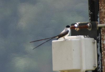 Fork-tailed Flycatcher