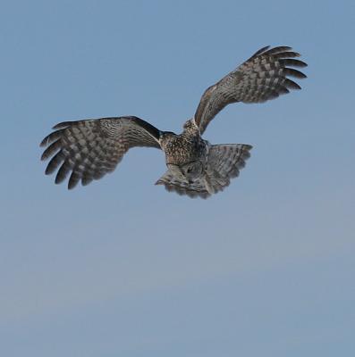 Great Gray Owl