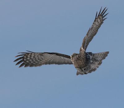 Great Gray Owl