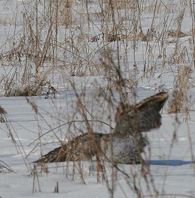 Great Gray Owl