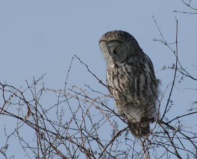 Great Gray Owl