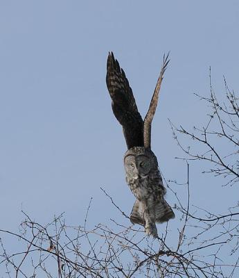 Great Gray Owl