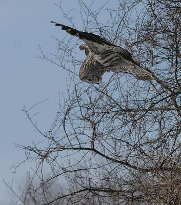 Great Gray Owl