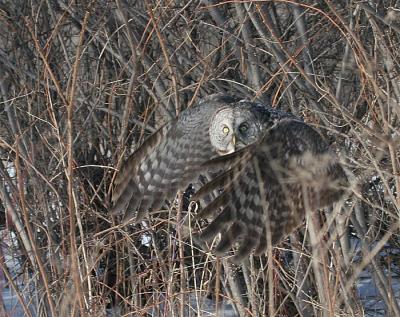 Great Gray Owl