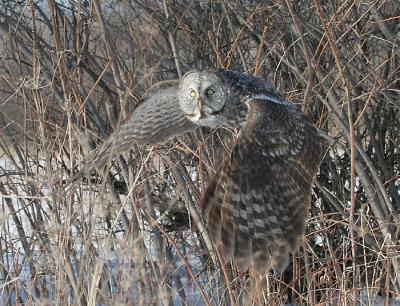 Great Gray Owl