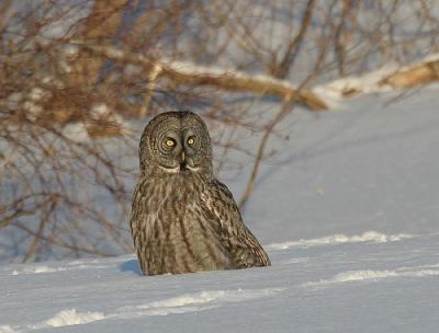 Great Gray Owl