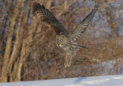 Great Gray Owl