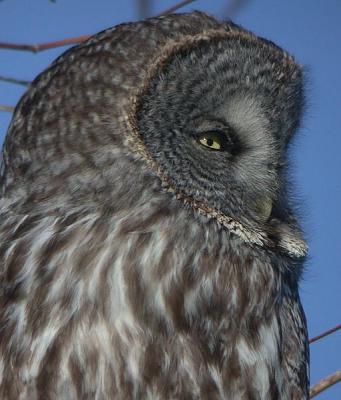 Great Gray Owl