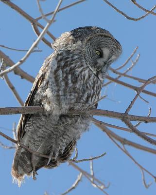 Great Gray Owl