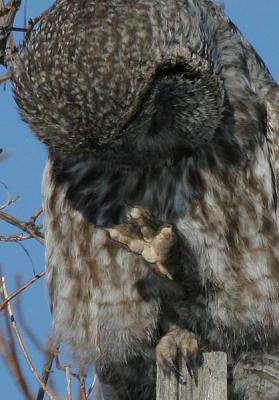 Great Gray Owl