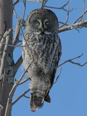 Great Gray Owl