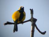 Yellow-backed Oriole