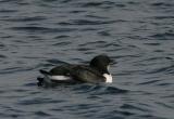 Thick-billed Murre