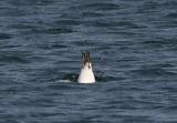 Thick-billed Murre