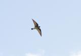 Southern Rough-winged Swallow