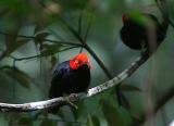 Red-capped Manakin