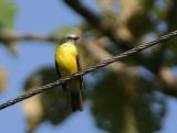 Gray-capped Flycatcher