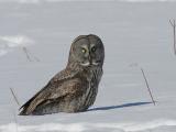 Great Gray Owl