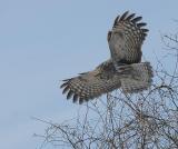 Great Gray Owl