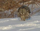 Great Gray Owl