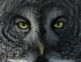 Great Gray Owl