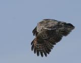 Great Gray Owl