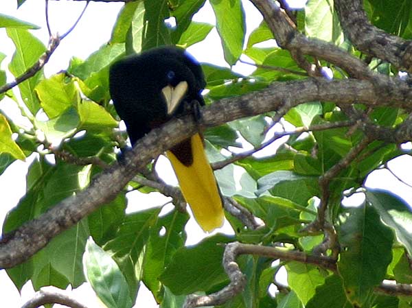 Crested Oropendola