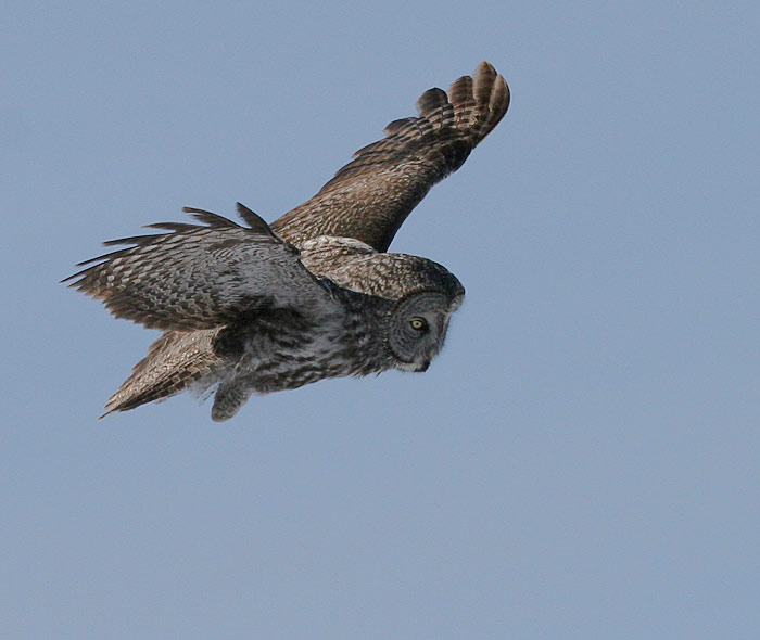 Great Gray Owl