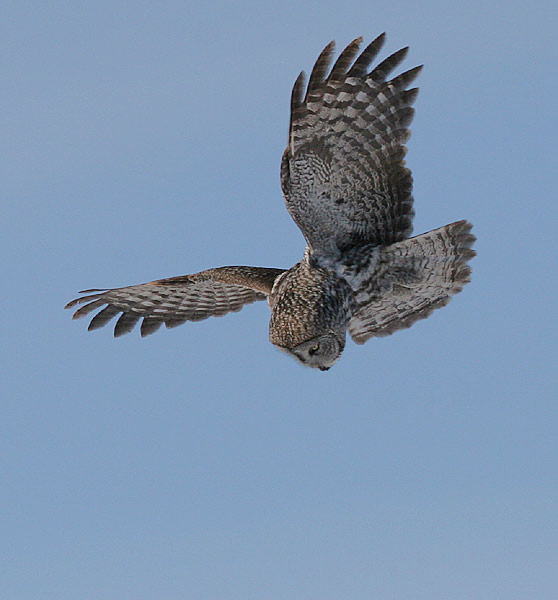 Great Gray Owl