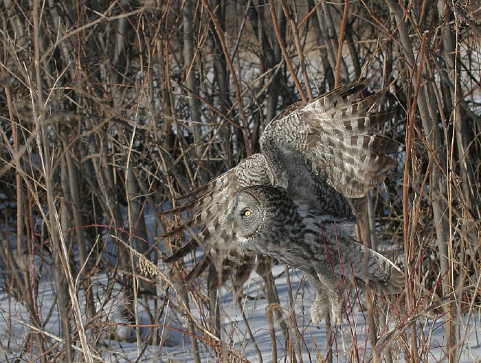 Great Gray Owl