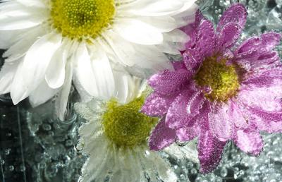 Bubble Flowers