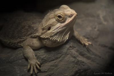 : Toad Again with Lighting :