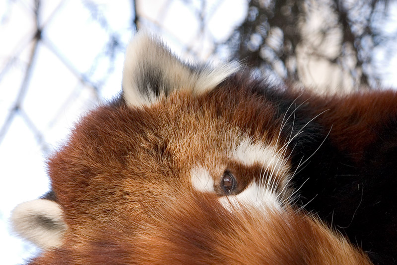 Red Panda