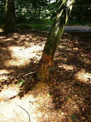 Bevers in het Bos ?