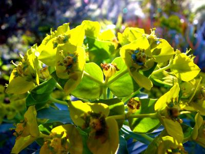 Macro Buds