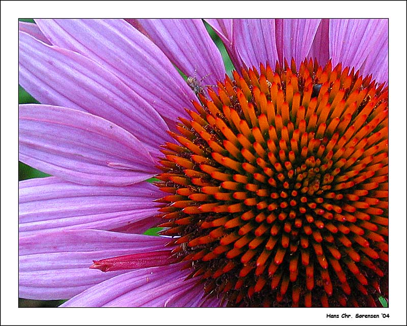 Echinacea purpurea