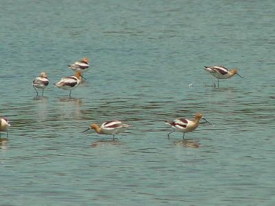 Avocets at Bodie Island pond